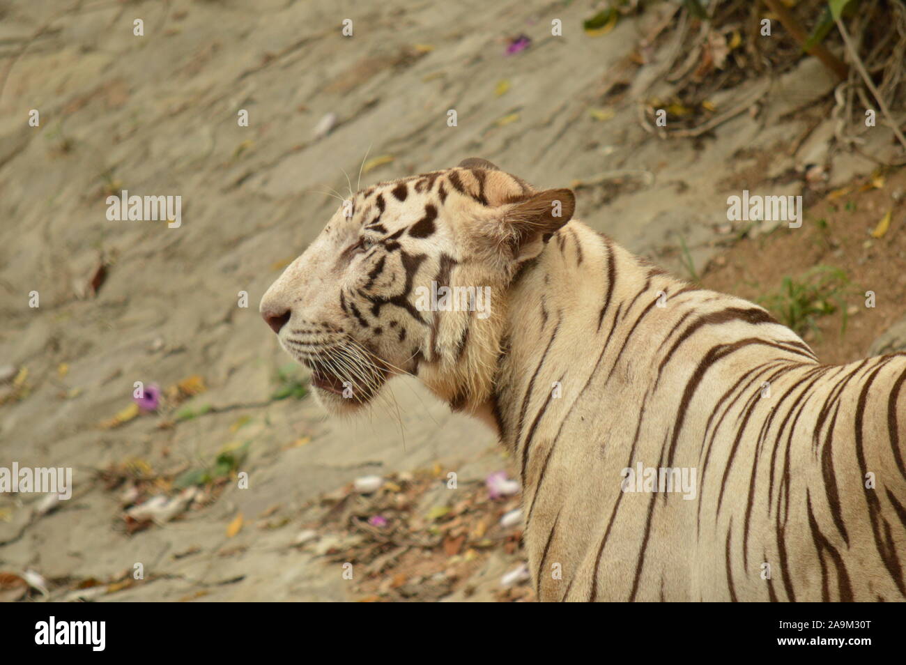 Tigre bianca nello zoo di Hyderabad Foto Stock