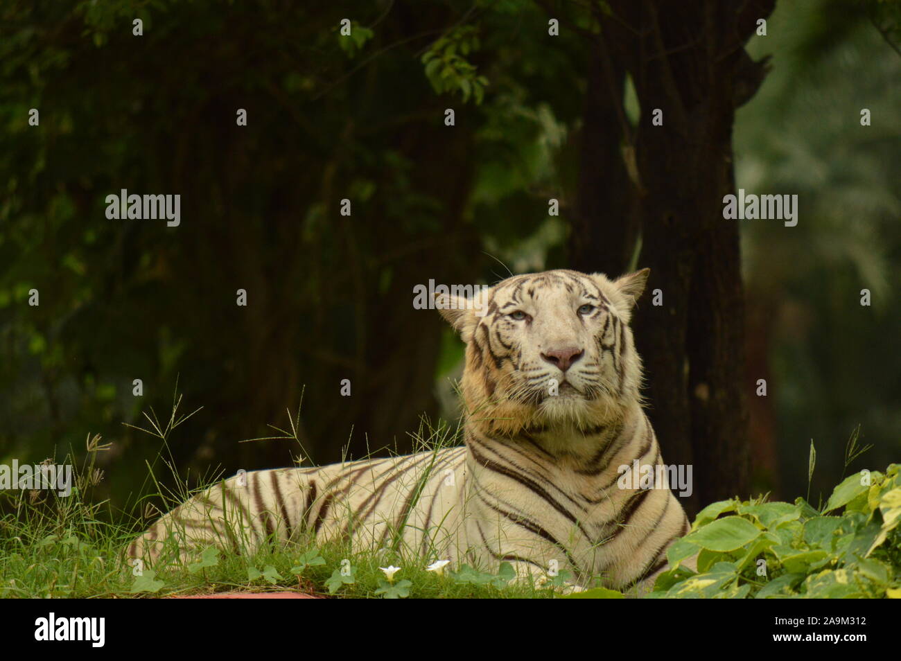 Tigre bianca nello zoo di Hyderabad Foto Stock