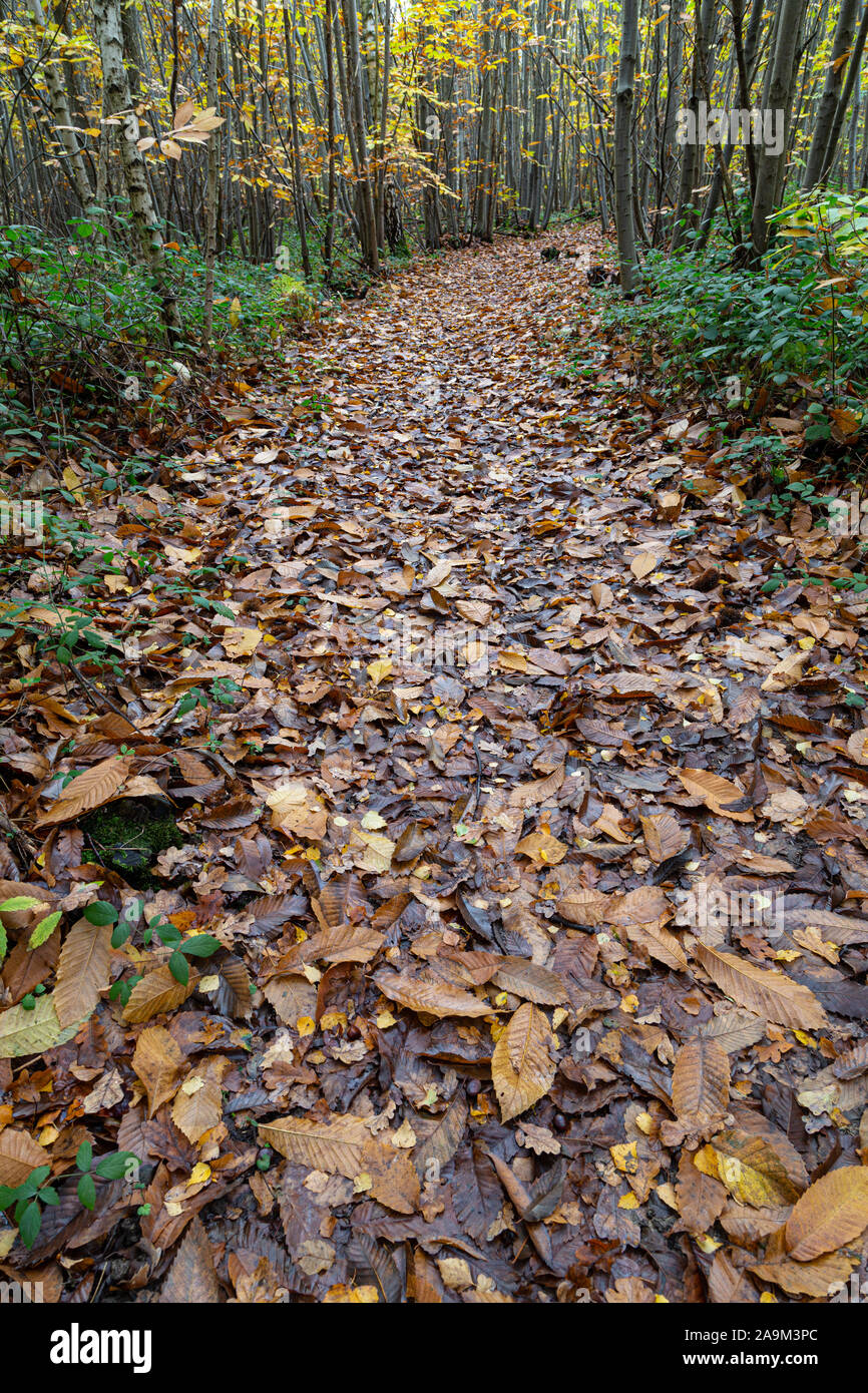 In autunno il percorso attraverso boschi coperti di foglie. Foto Stock