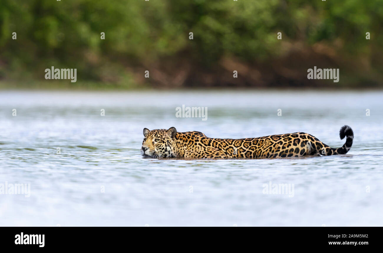 In prossimità di una Jaguar nuotare in acqua, Pantanal, Brasile. Foto Stock