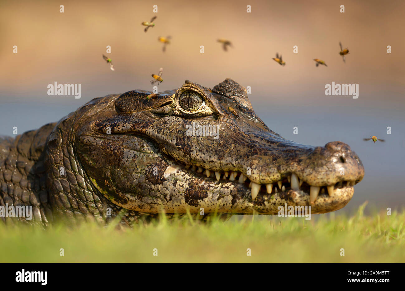 Close up di un caimano Yacare (yacare Caimano) circondato da mosche, Sud Pantanal, Brasile. Foto Stock