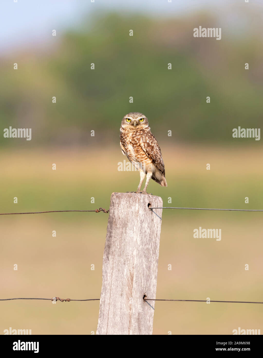 Scavando il gufo appollaiato su un palo da recinzione, Pantanal, Brasile Foto Stock