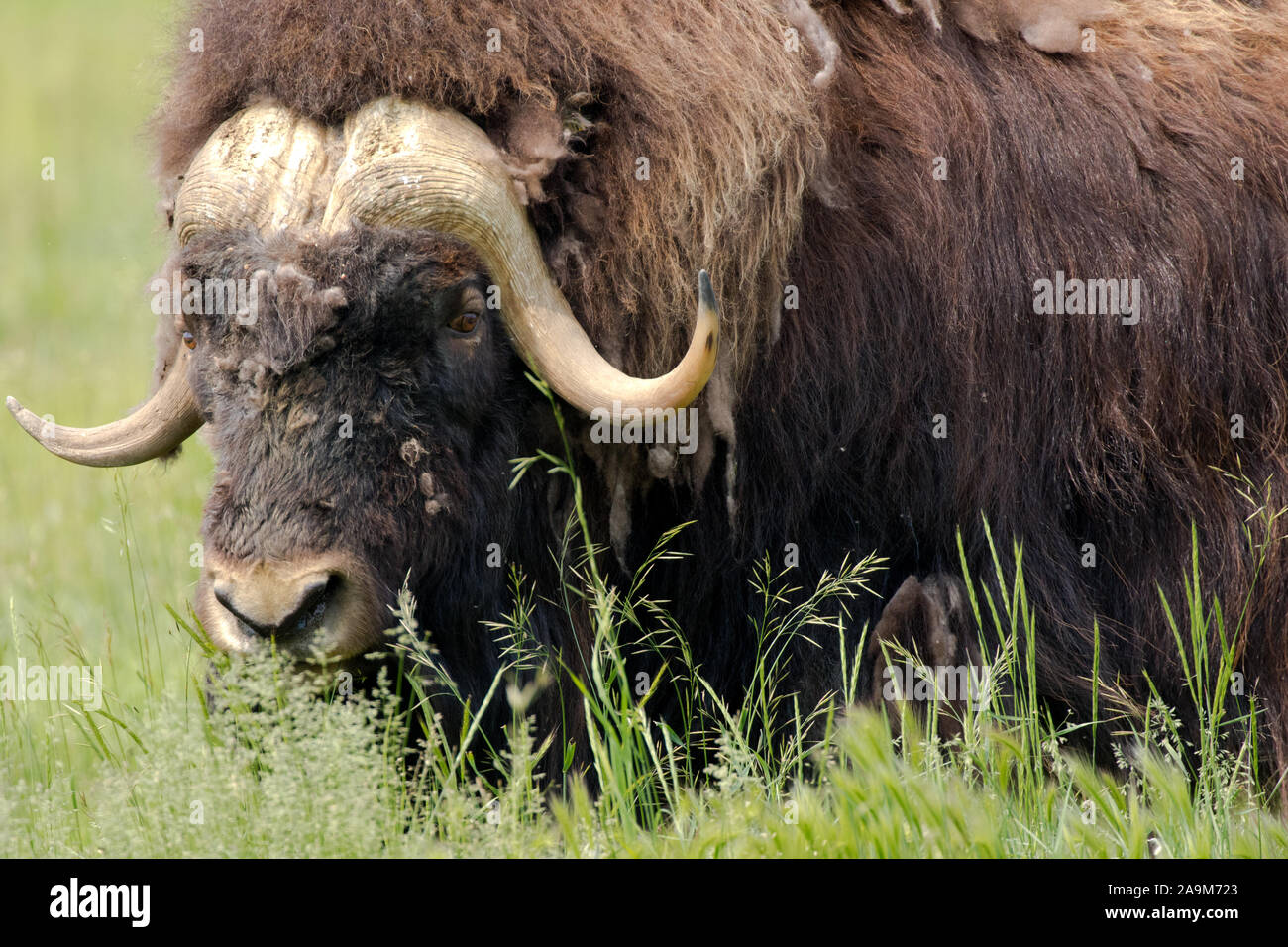 Un Muskox trovati nello Yukon, Canada Foto Stock