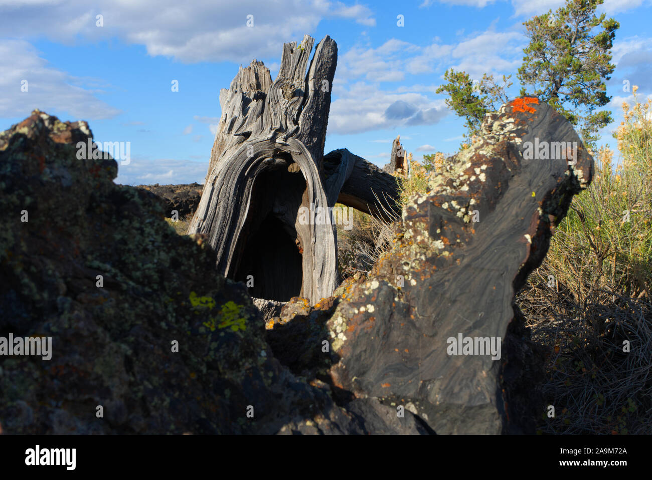 Ceppo di vita, ceppo di albero al cratere della luna, Idaho Foto Stock