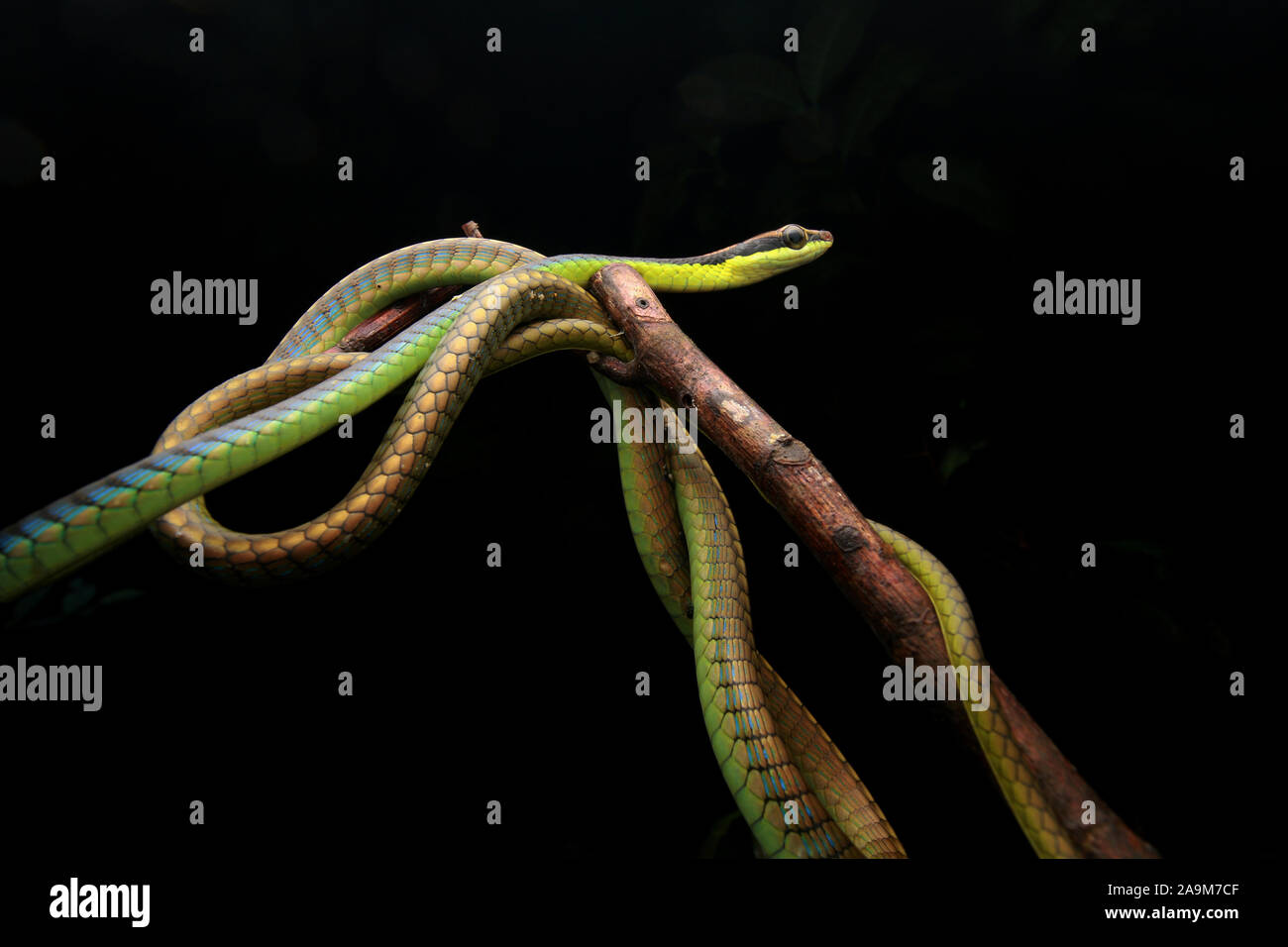 Blu, BRONZEBACK Dendrelaphis cyanochloris noto anche come parete's Bronzeback Foto Stock