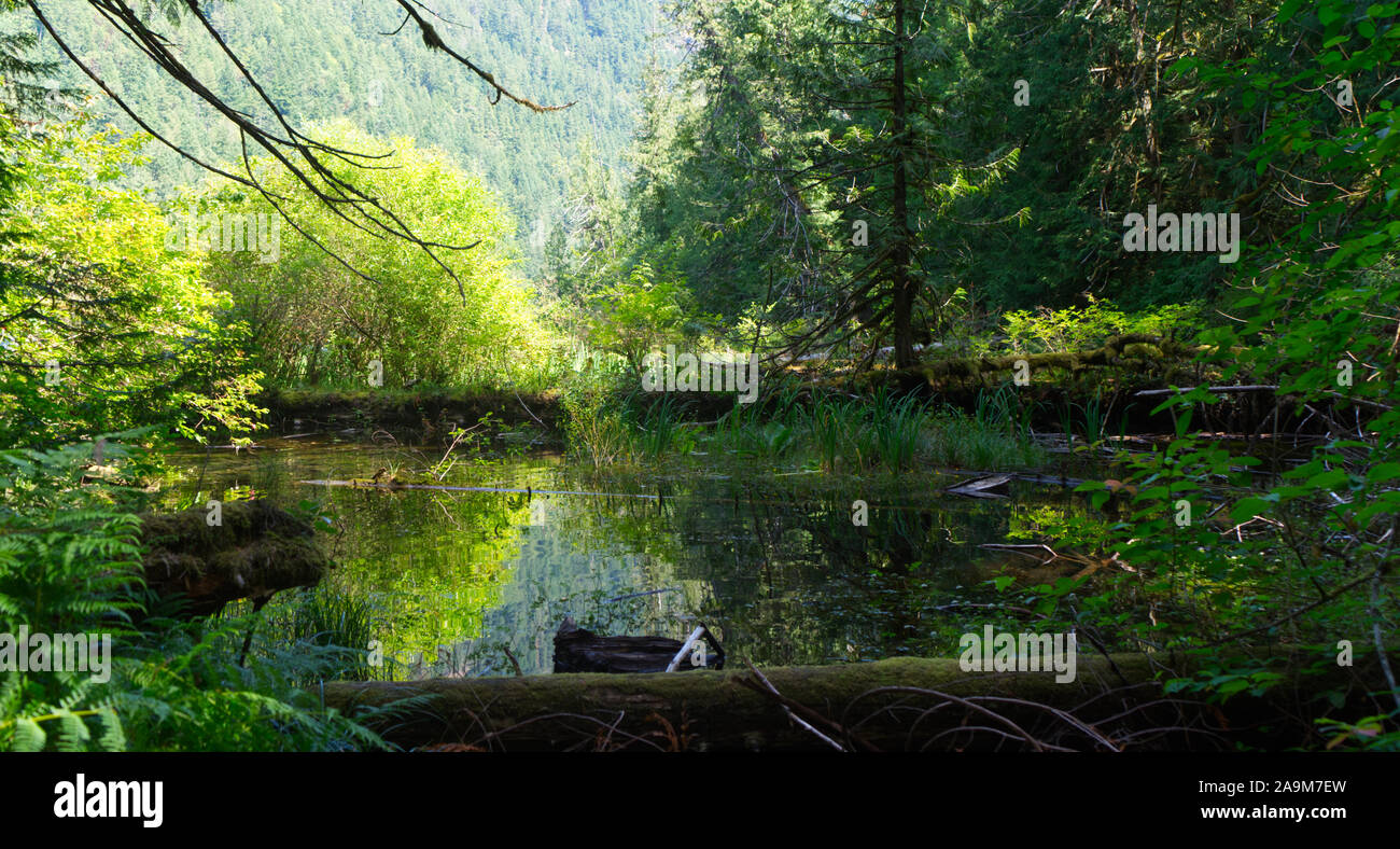 Pond presso Cathedral Grove, British Columbia, Canada Foto Stock