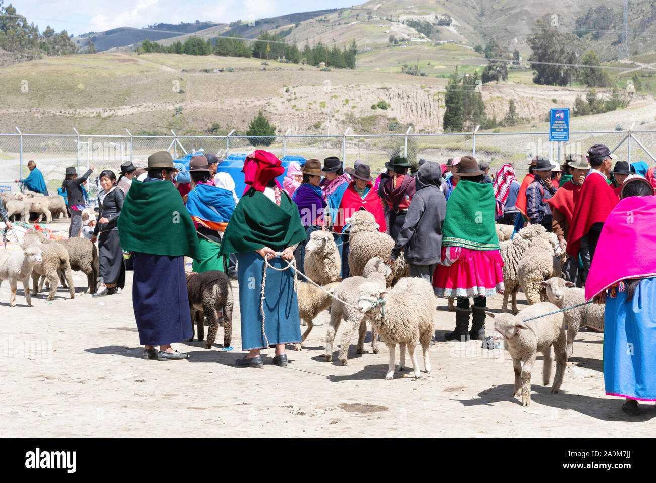 Ovini locali nel mercato Guamote, Ecuador Foto Stock