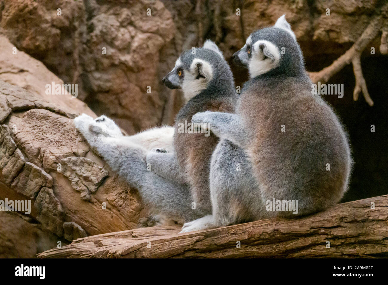 Lemure Madagascar presentano, il Bronx Zoo Wildlife Conservation Society, Bronx Park, Bronx, New York Foto Stock