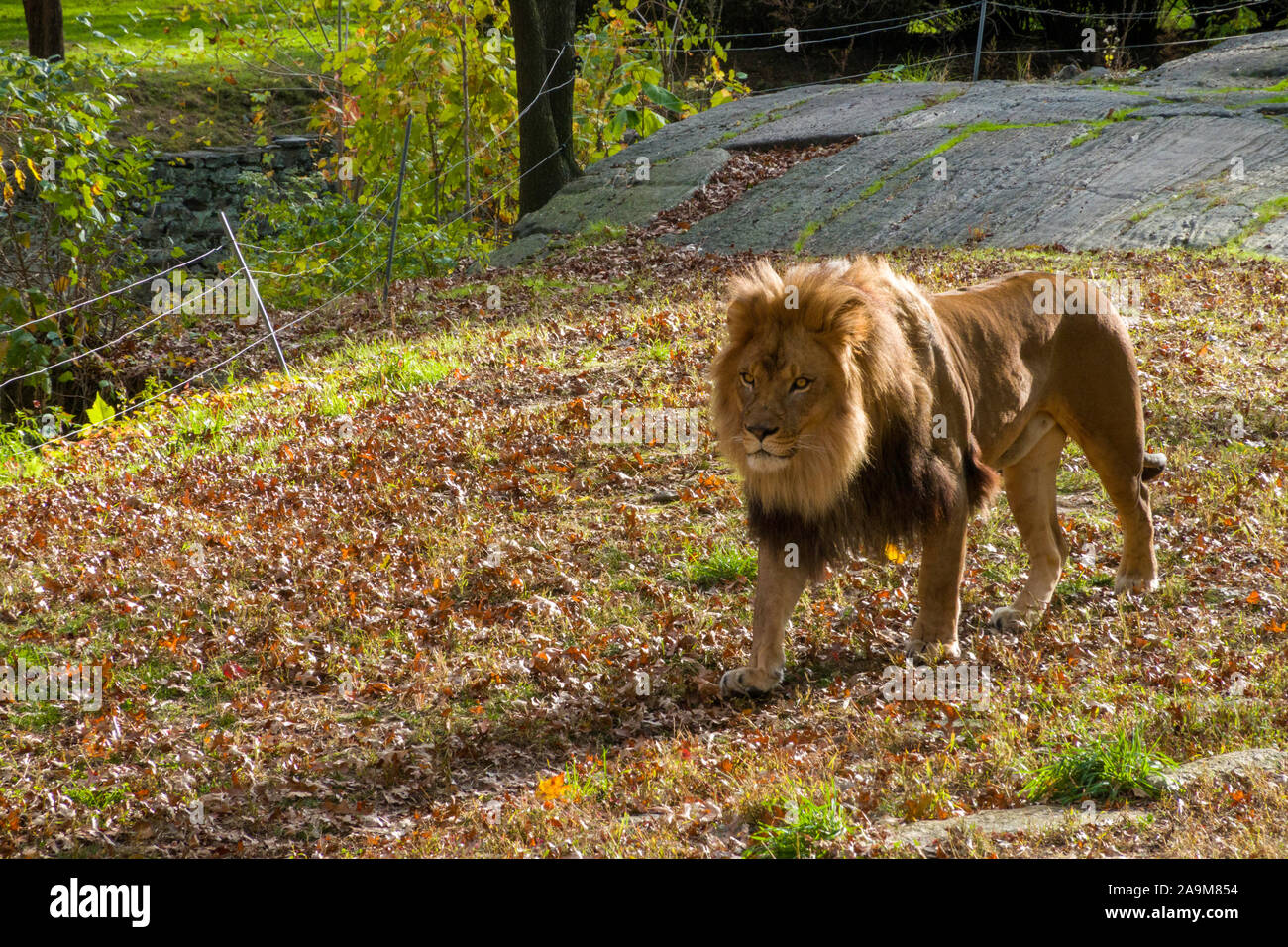 Lion presentano, il Bronx Zoo Wildlife Conservation Society, Bronx Park, Bronx, New York Foto Stock