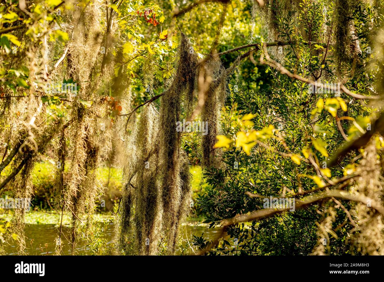 Molto naturali e artificiali in bellezza potrete vedere come si cammina lungo i sentieri di Sawgrass Lake Park. Foto Stock