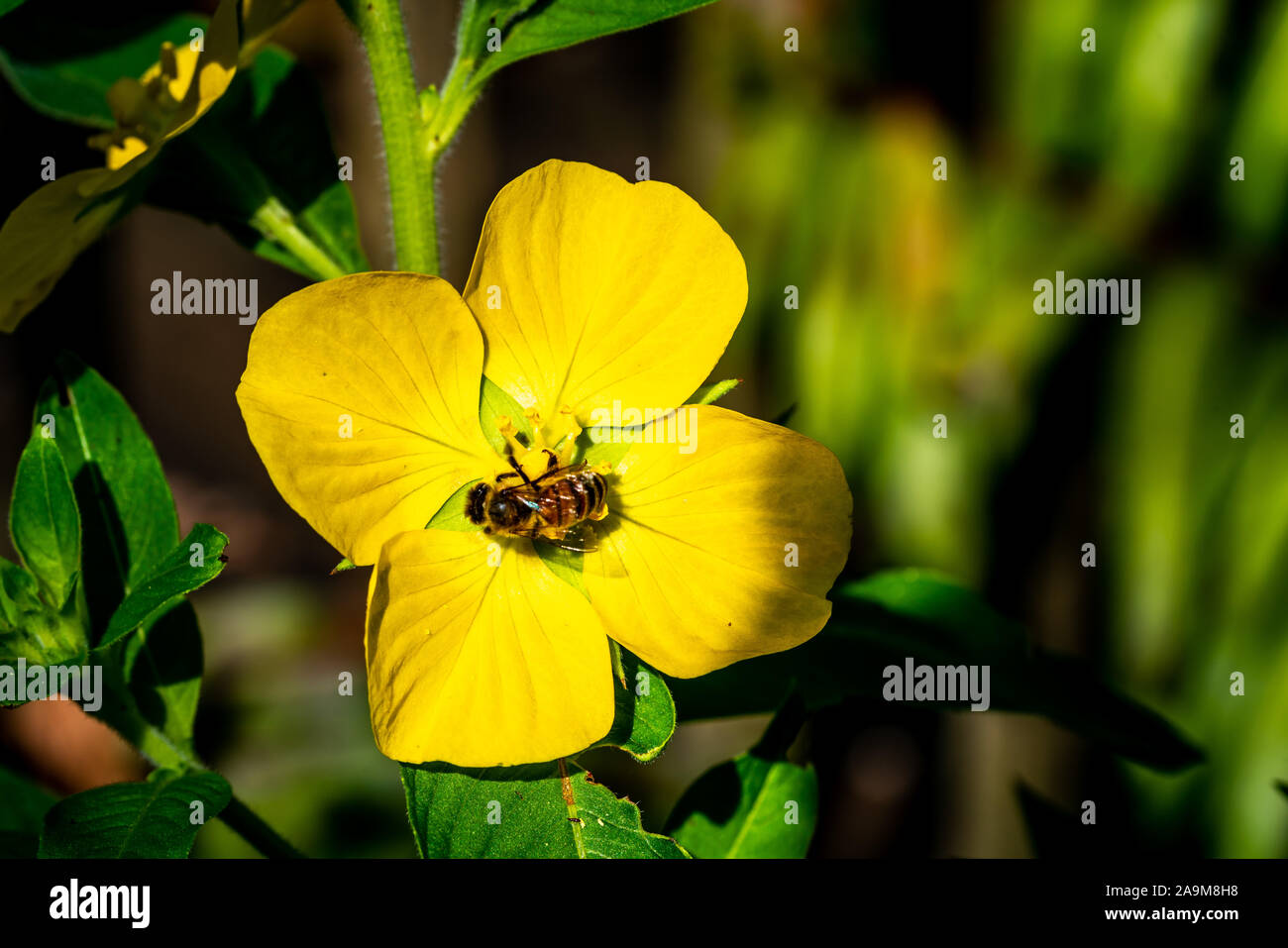 Un miele delle api a ottenere alcuni polline da un bel fiore giallo. Foto Stock