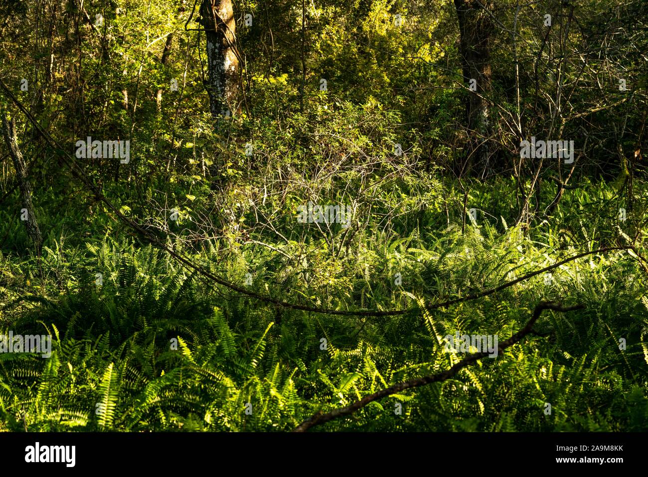 Molto naturali e artificiali in bellezza potrete vedere come si cammina lungo i sentieri di Sawgrass Lake Park. Foto Stock