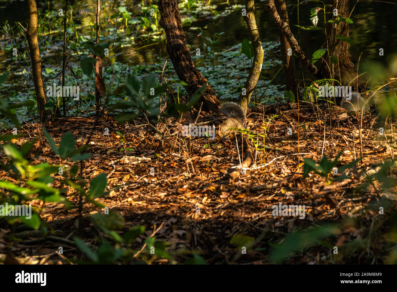 Alcuni dei numerosi animali vedrete come vi troverete a camminare lungo i sentieri di Sawgrass Lake Park in West Florida Centrale. Foto Stock