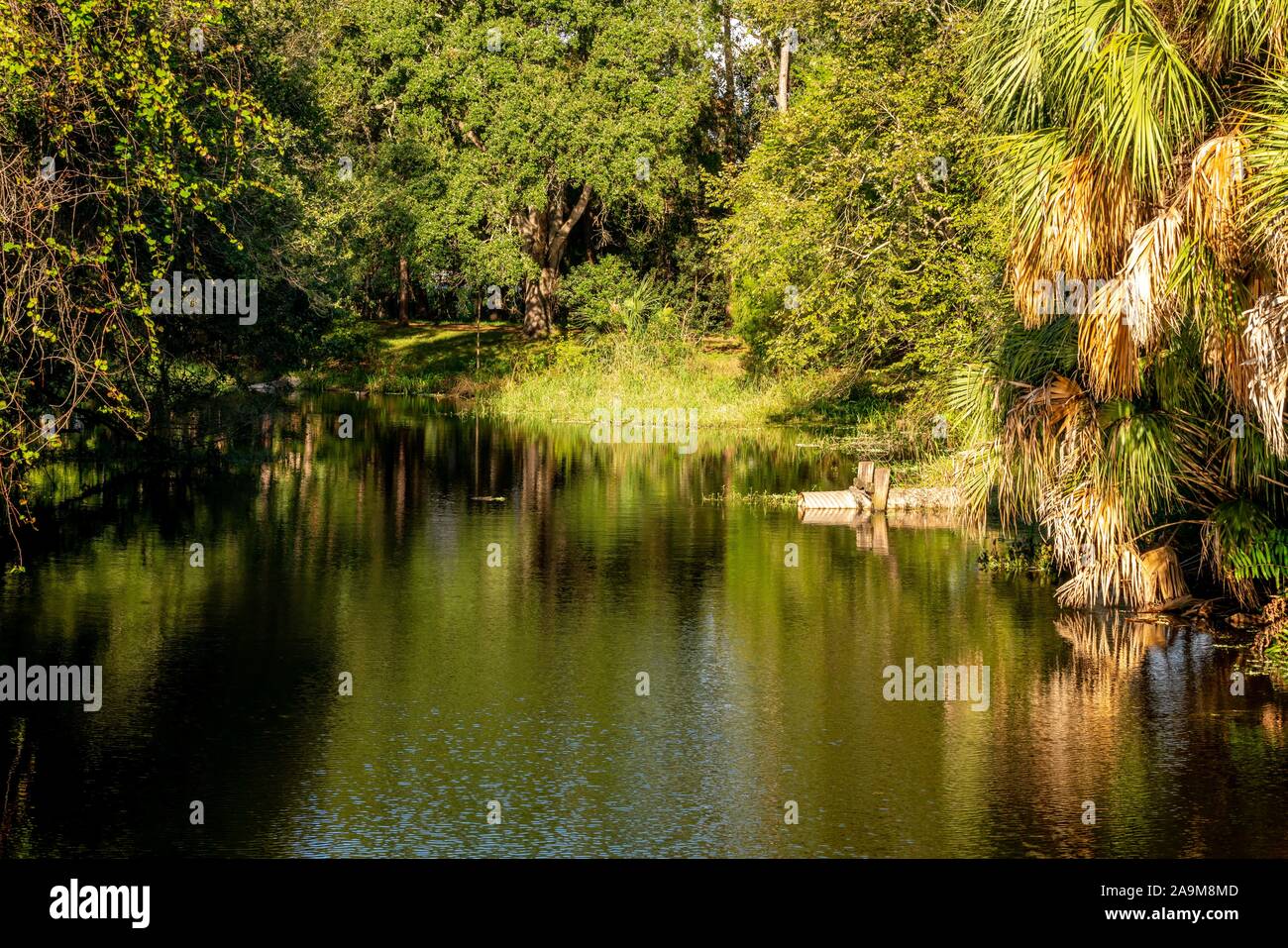 Molto naturali e artificiali in bellezza potrete vedere come si cammina lungo i sentieri di Sawgrass Lake Park. Foto Stock