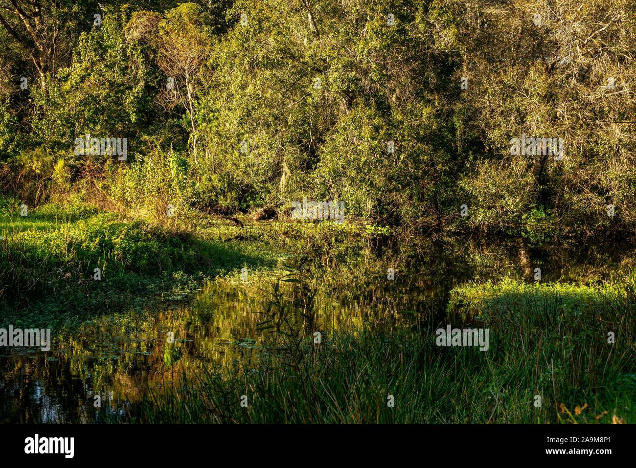 Molto naturali e artificiali in bellezza potrete vedere come si cammina lungo i sentieri di Sawgrass Lake Park. Foto Stock