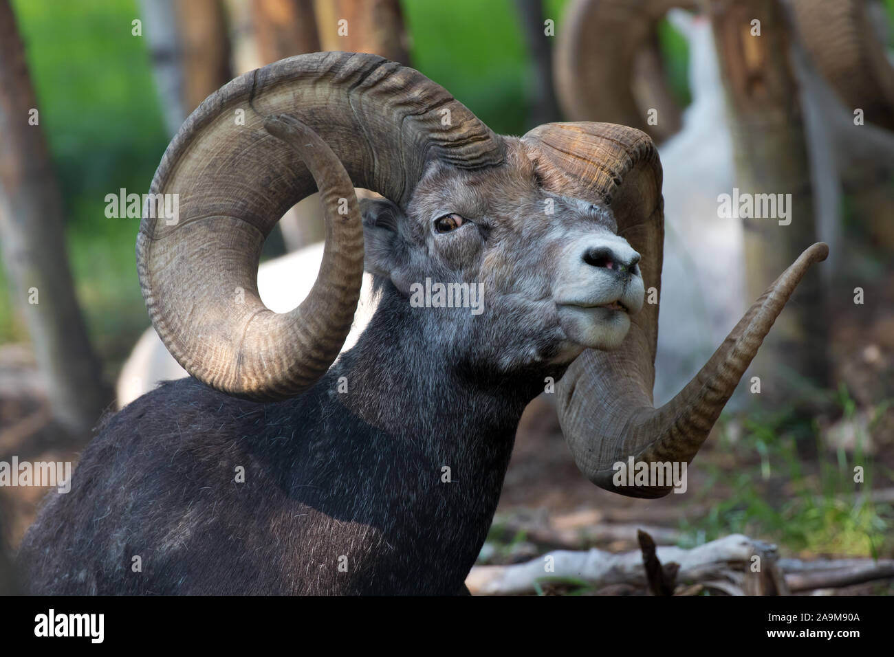 Pecora di pietra (ovis dalli stonei), Yukon, Canada. Foto Stock