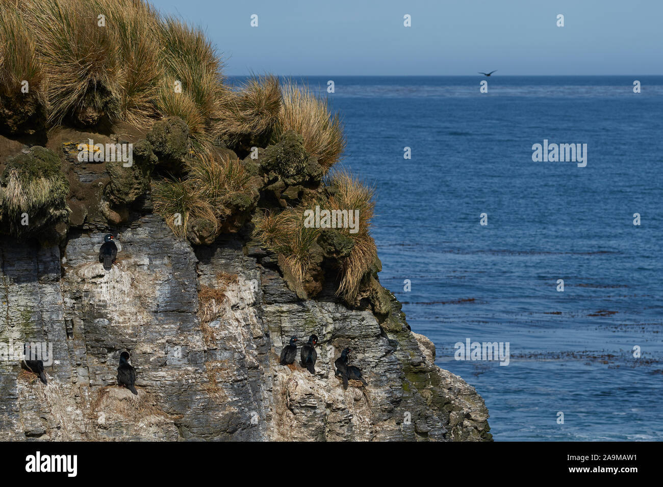 Shag Rock (Phalacrocorax magellanicus) nidificazione sugli scogli di più deprimente isola nelle isole Falkland. Foto Stock