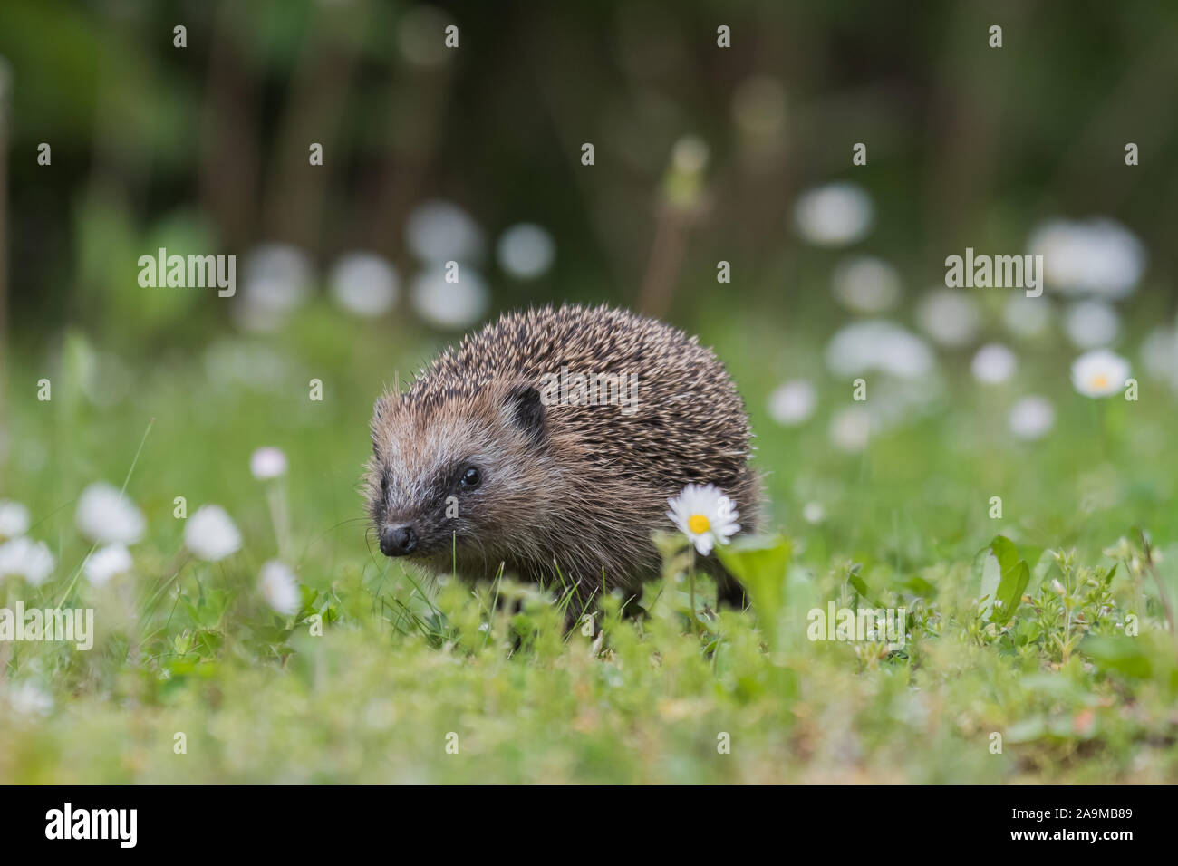 Igel (Erinaceus europaeus) Foto Stock