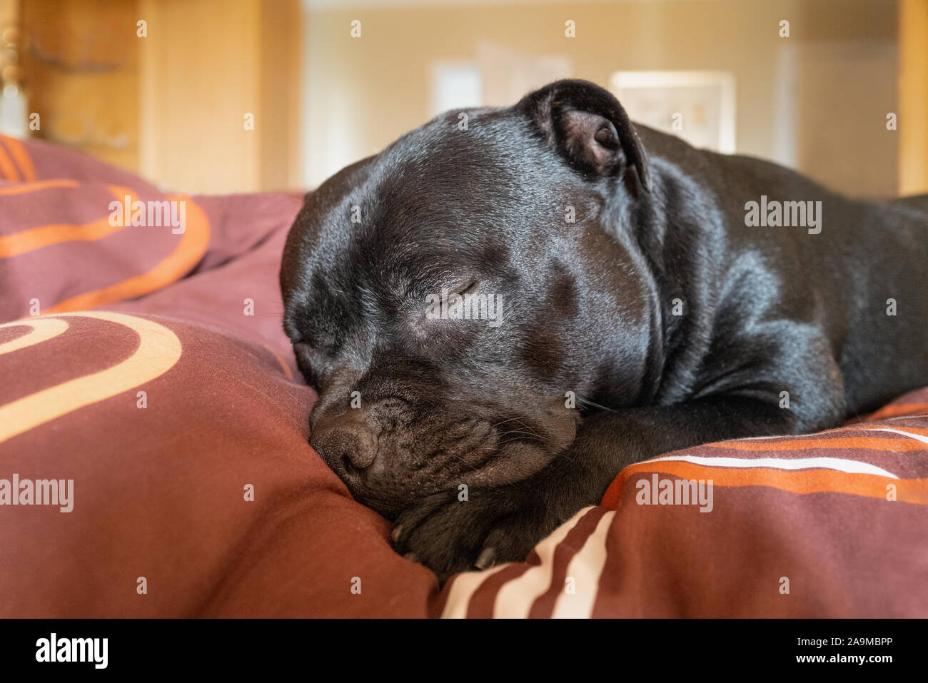 Ritratto di una Staffordshire Bull Terrier cane in una camera da letto, dormire su un piumone con la luce del sole sul suo viso. Egli è in appoggio sulla sua zampa. Foto Stock