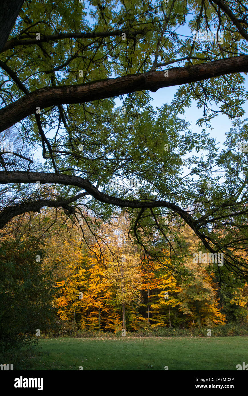 Albero a bordo di una foresta autunnale nella luce del sole di sera. Novembre scena. Foto Stock