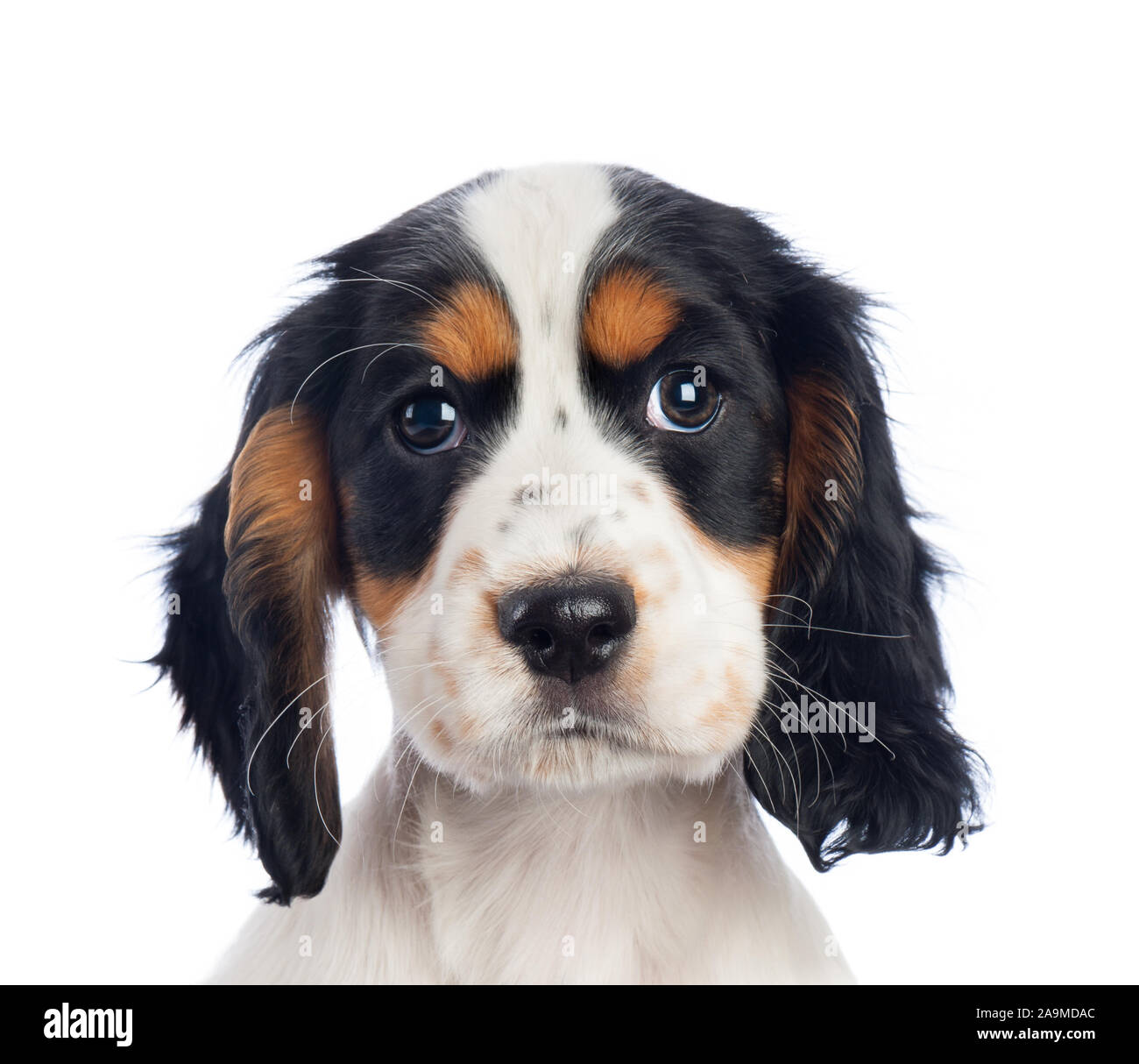 Cucciolo Spiniel nero, bianco e marrone Foto Stock