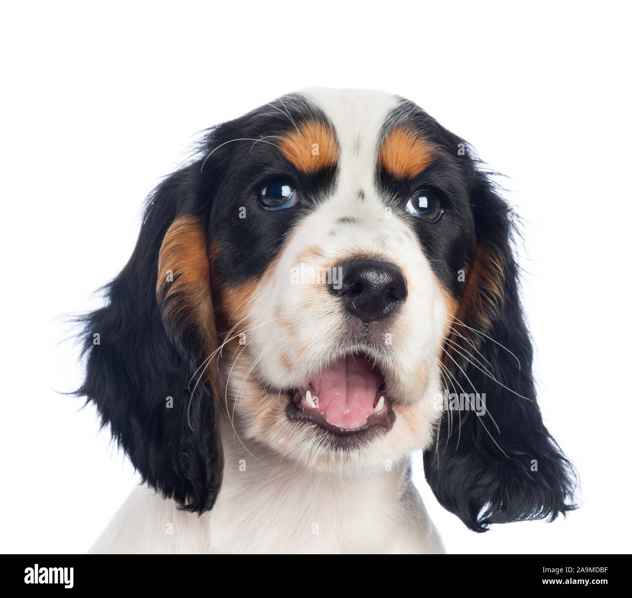 Cucciolo Spiniel nero, bianco e marrone Foto Stock