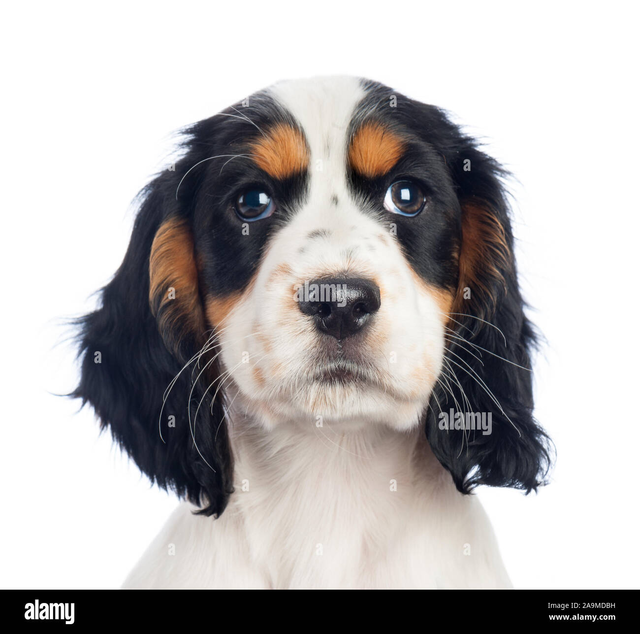 Cucciolo Spiniel nero, bianco e marrone Foto Stock