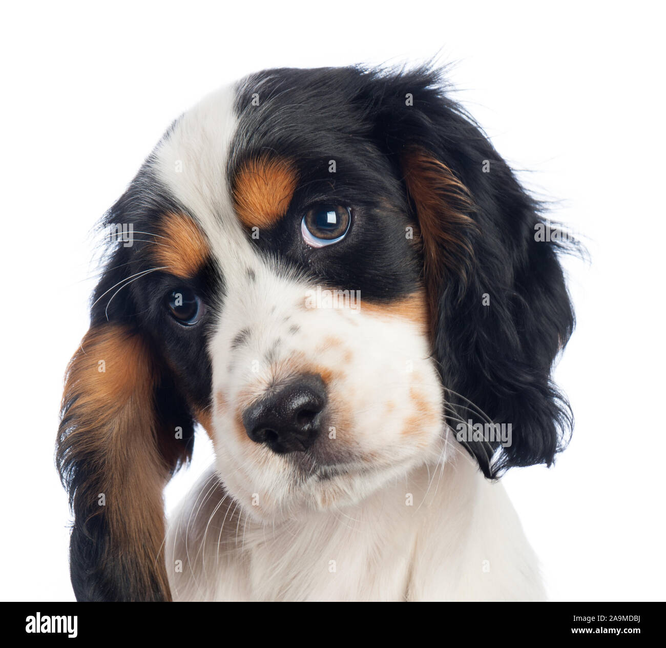Cucciolo Spiniel nero, bianco e marrone Foto Stock