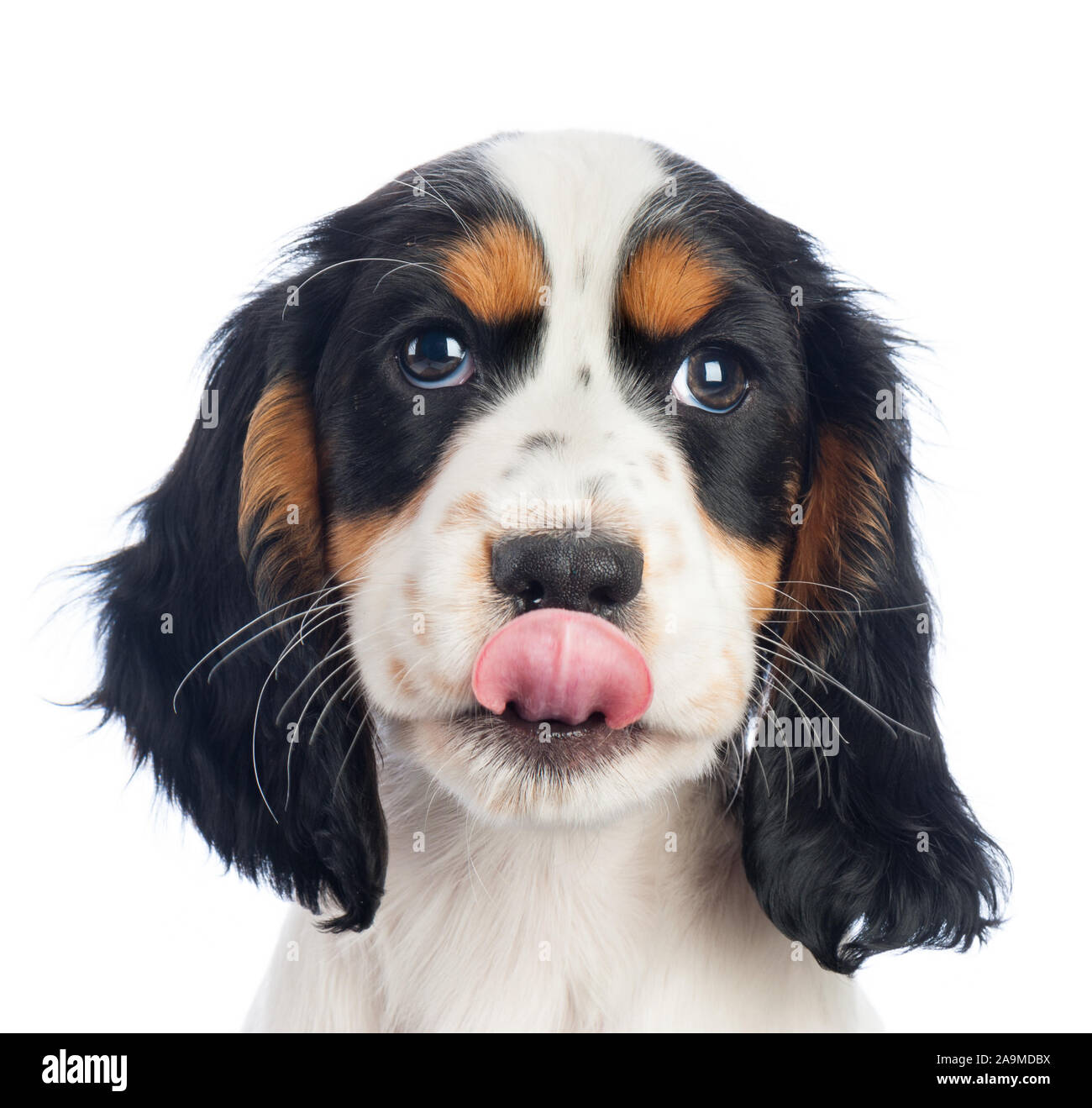 Cucciolo Spiniel nero, bianco e marrone Foto Stock