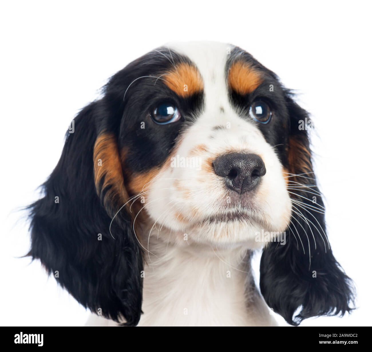 Cucciolo Spiniel nero, bianco e marrone Foto Stock