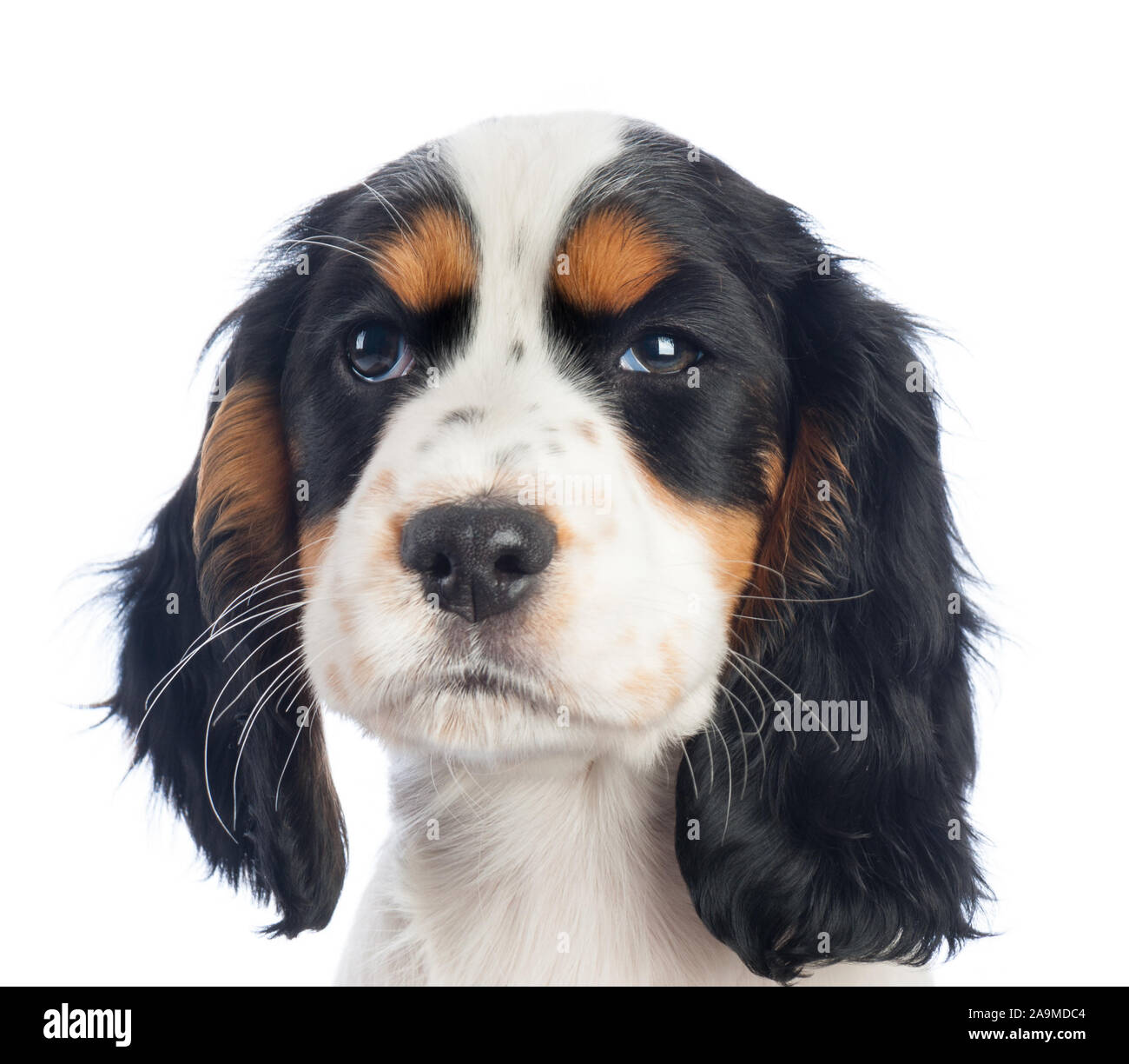 Cucciolo Spiniel nero, bianco e marrone Foto Stock