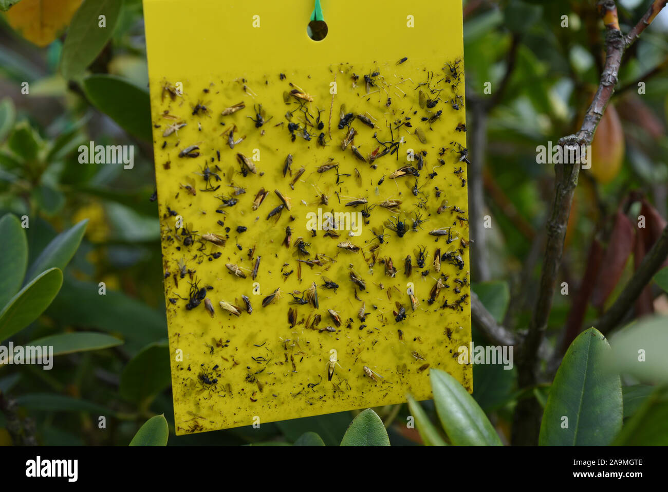 Gelbfallen sind Klebefallen mit denen schaedliche Insekten gefangen werden. Trappole di colore giallo sono appiccicosi trappole con cui gli insetti nocivi vengono catturati. Foto Stock