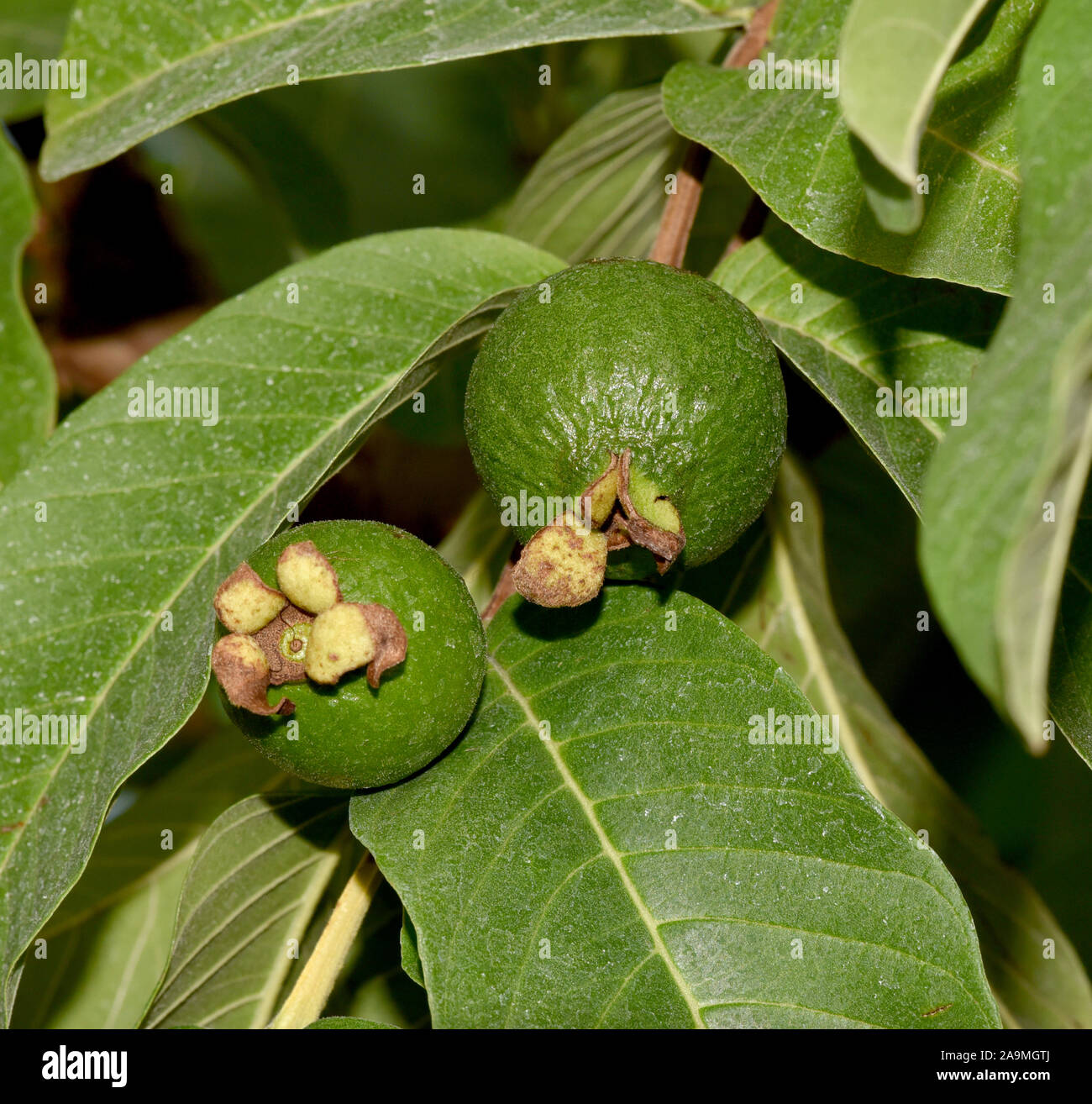 Guave, Psidium guajava, ist eine exotische Frucht. Guaiava, Psidium guajava, è un frutto esotico. Foto Stock