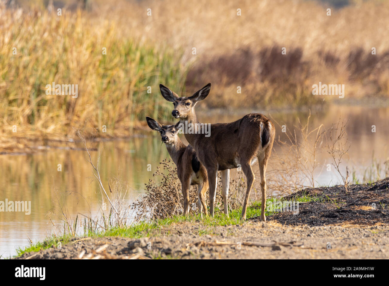 Un Nero tailed Doe e immaturi Buck pascolano lungo la riva di un canale di irrigazione al San Luis National Wildlife Refuge in California USA Foto Stock