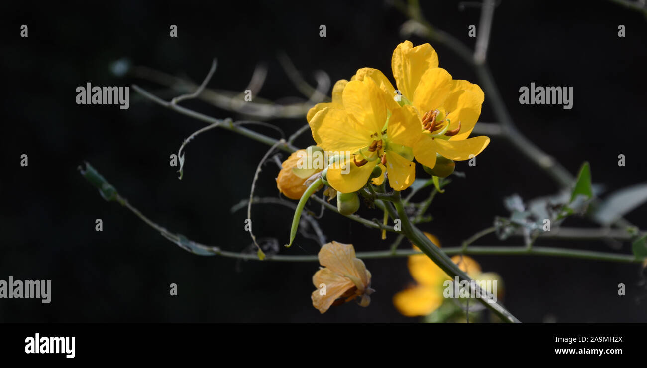Indiano di fiori selvatici in habitat naturali Foto Stock