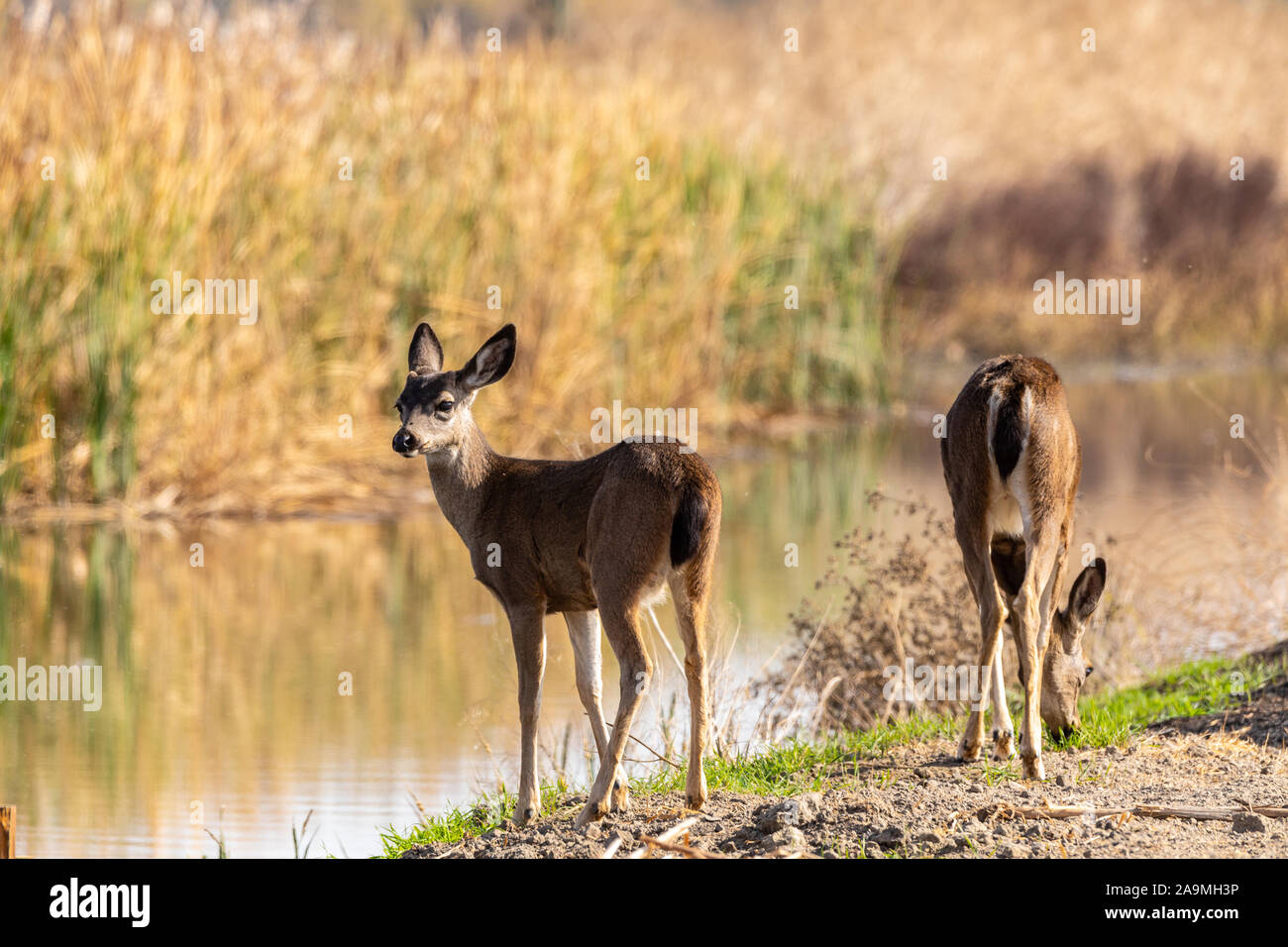 Un Nero tailed Doe e immaturi Buck pascolano lungo la riva di un canale di irrigazione al San Luis National Wildlife Refuge in California USA Foto Stock