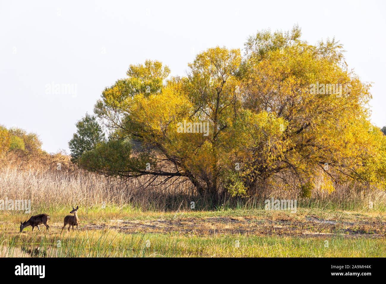 Due nero Tailed Deer pascolare sui prati in autunno al San Luis National Wildlife Refuge in California USA Foto Stock