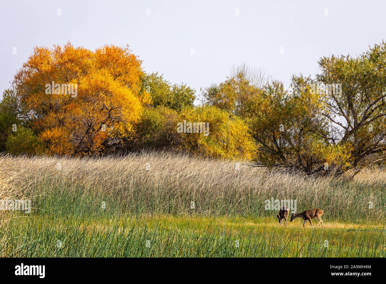 Due nero Tailed Deer pascolare sui prati in autunno al San Luis National Wildlife Refuge in California USA Foto Stock