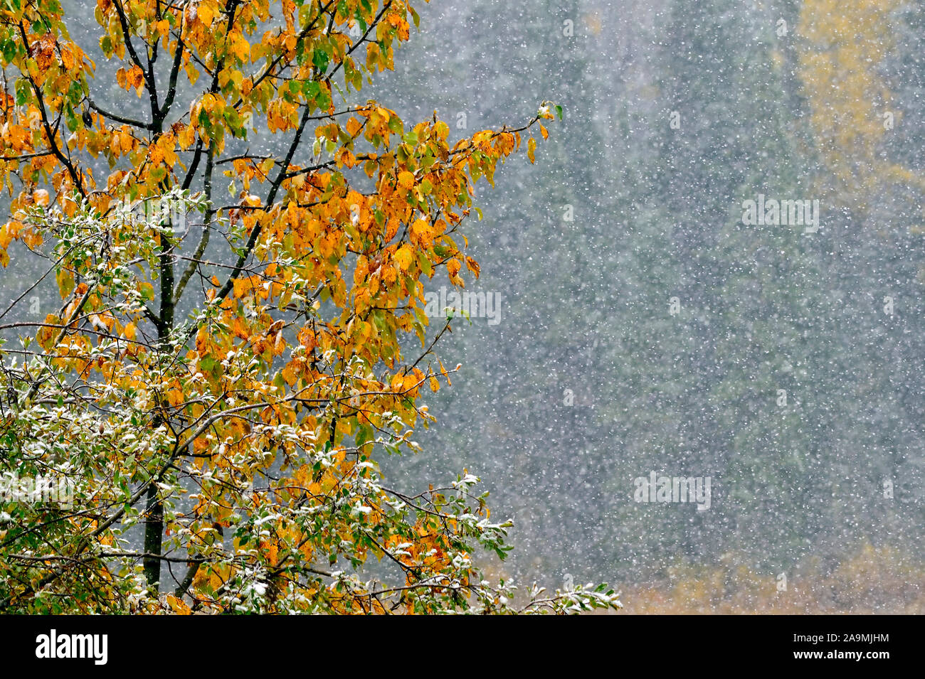 La prima neve d'inverno nella campagna Alberta Canada Foto Stock