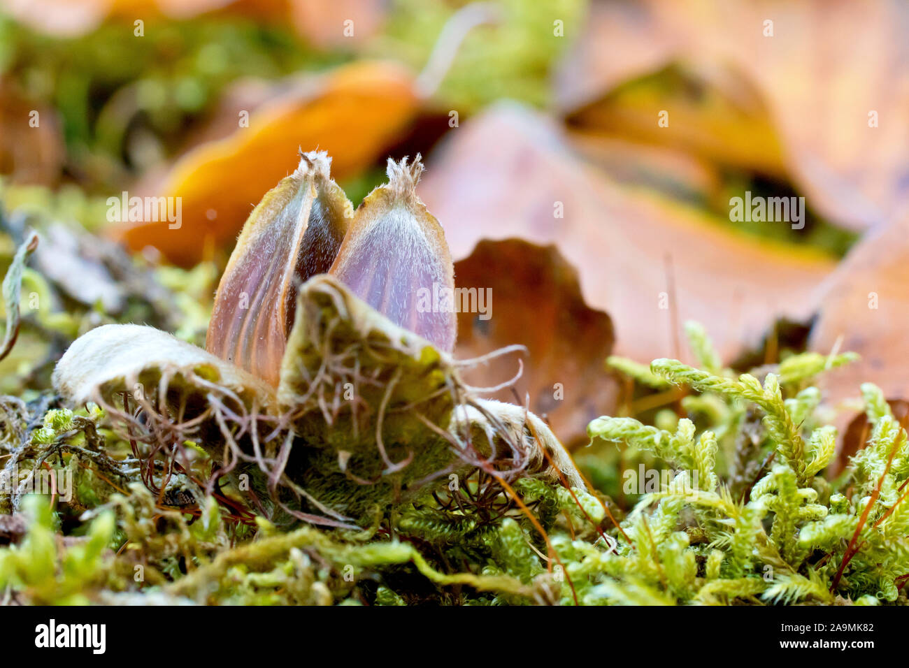 I dadi di faggio (Fagus sylvatica), chiudere fino che mostra una coppia di dadi ancora nel loro guscio che giace tra i muschi e le foglie di un bosco piano. Foto Stock