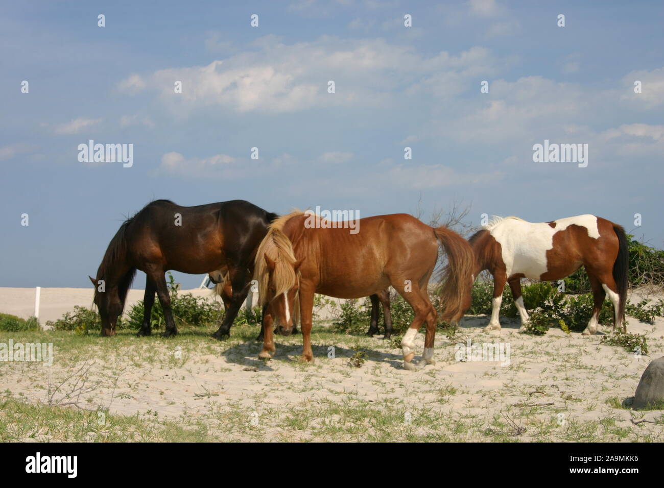 Cavalli selvatici/pony sull'isola di Assateague Foto Stock