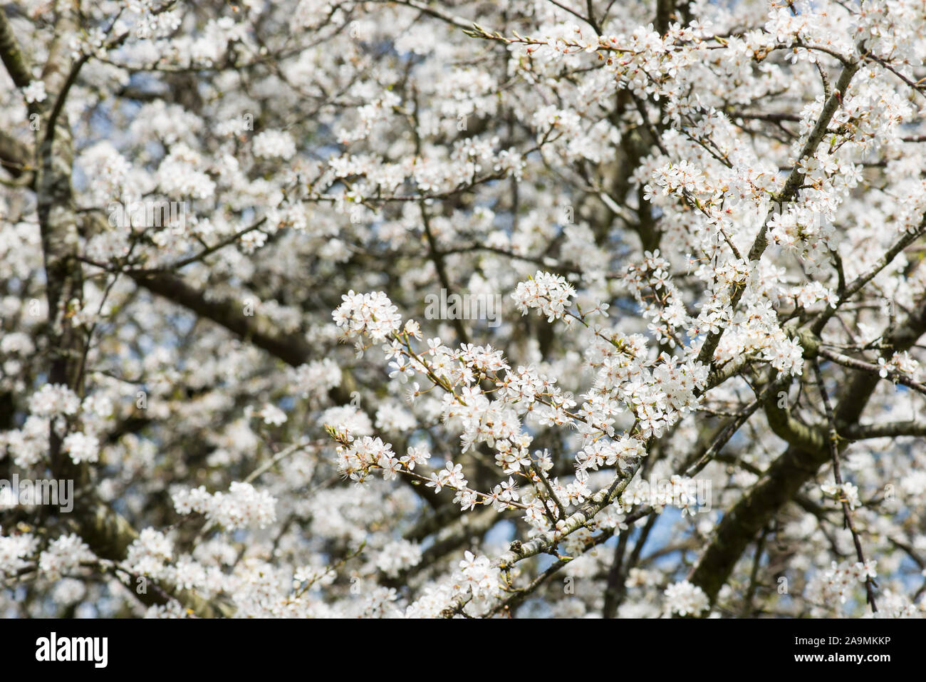 Bella Prunus avium bianca fioritura in primavera in Danimarca Foto Stock
