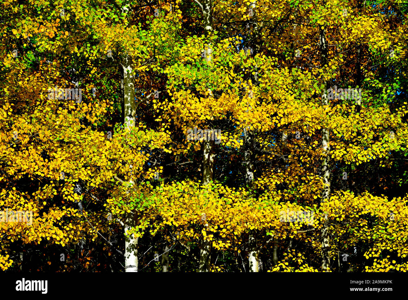 Un vicino la natura immagine di Aspen Tree rami con foglie più thier ruotando i luminosi colori dell'autunno nelle zone rurali di Alberta in Canada Foto Stock