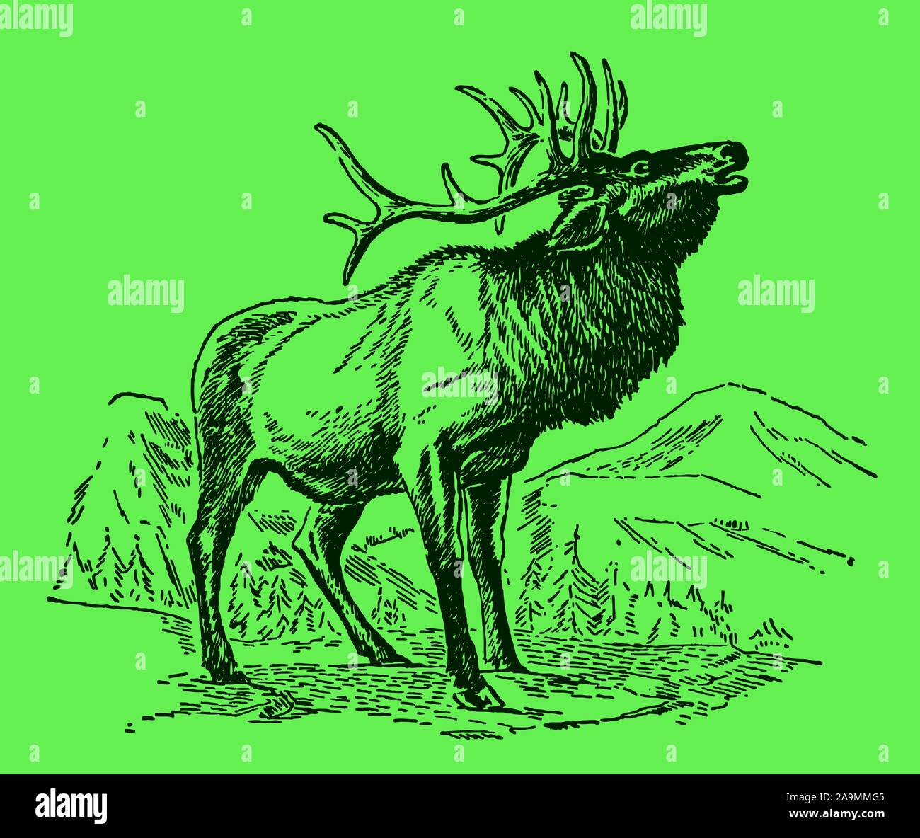 Wapiti maschio o elk (cervus canadensis) in piedi in un paesaggio montuoso e ruggente, su uno sfondo verde. Modificabile in strati Illustrazione Vettoriale