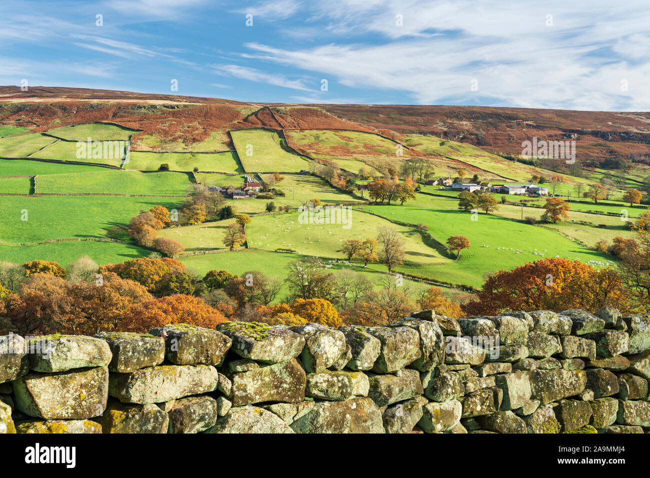 Campi verdi, muri in pietra a secco e foglie di autunno in tutta Farndale in North Yorkshire, Regno Unito. Foto Stock