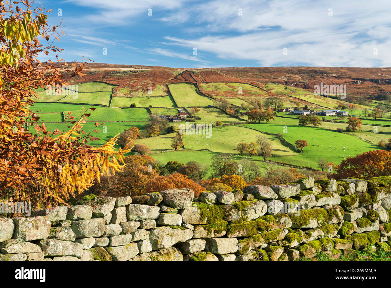 Campi verdi, muri in pietra a secco e foglie di autunno in tutta Farndale in North Yorkshire, Regno Unito. Foto Stock