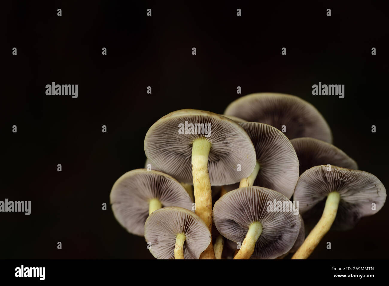 Un gruppo di marrone poco fresco funghi con stecche di fronte scuro dello sfondo di autunno Foto Stock