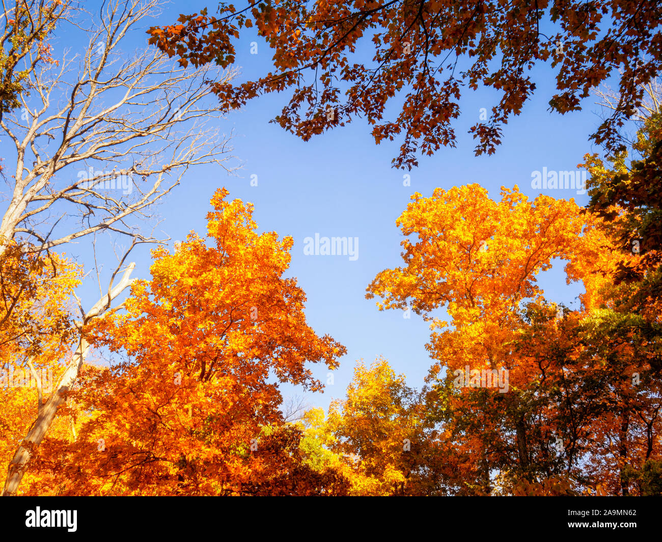 Zucchero belle foglie di acero girare gli alberi giallo oro brillante a New York in autunno. Guardando il treetops contro un azzurro cielo di autunno. Acer saccharum Foto Stock