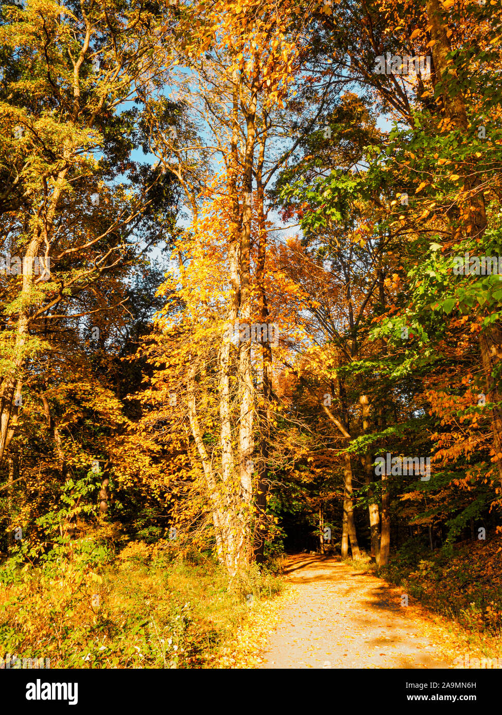 Bellissimo sentiero escursionistico attraverso gli alberi di autunno lascia cambiare colore, Rockefeller parco dello stato preservare, Westchester County, New York Foto Stock