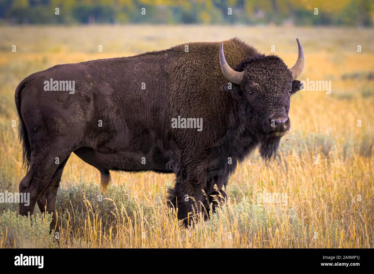 Bison a Antelope Flats in Grand Teton National Park, Wyoming negli Stati Uniti. Foto Stock